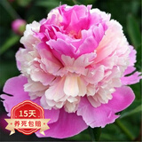 欧悟 带盆栽好 带芽芍药种根 根块 芍药花苗盆栽地栽花卉庭院阳台植物 冰糕B