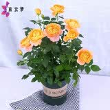 京云梦 欧月果汁阳台观花植物花卉四季开花月季果汁阳台+加仑盆源头直发
