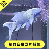 AIPHAROW纯种黑色龙凤锦鲤长尾锦鲤活体观赏鱼黄金锦鲤白金鱼淡水蝴蝶鲤鱼 白金龙凤锦鲤14-16厘米1条