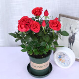 莺莺燕燕四季玫瑰花盆栽带花苞钻石玫瑰花开不断果汁阳台室内外好养花卉 红色玫瑰 带盆栽好(加仑盆)