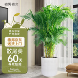 植男植女客厅绿色植物散尾葵大型绿植凤尾竹室内盆栽轻奢夏威夷竹源头直发