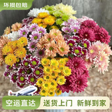 云南鲜花批发品质玫瑰百合水养鲜切花送女友水养鲜花源头直发 小雏菊-5支（随机单色） 【任选2件—不收运費】