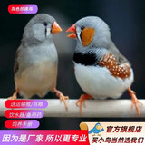 万宠汇 鸟活体虎皮鹦鹉宠物鸟活物虎笼养珍珠鸟活体灰文白文宠物鸟活体 灰色珍珠鸟2只（一公一母)