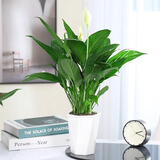 行湘水培白掌绿植盆栽花卉桌面 白掌+菱形白色塑料吸水盆 源头直发