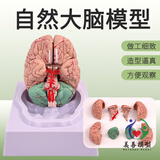 美善模型人脑解剖模型可拆分8部件 脑结构大脑脑动脉模型 脑血管分布脑模型脑功能区脑解剖脑动脉脑神经 自然8部件大脑-32个标识款