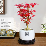 景郁春 JIRYUCUR日本红枫植物红舞姬树苗盆栽阳台庭院红舞姬红枫+福字盆源头直发