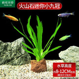 疯狂水草（FKSC）真水草鱼缸造景套餐净化水质懒人鱼缸水草植物直接入缸蜈蚣草 小九冠【火山石底座】
