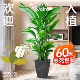 植男植女天堂鸟盆栽客厅室内好养大型绿植办公室大叶植物鹤望兰源头直发