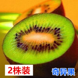 花幽谷嫁接猕猴桃苗红心徐香软枣猕猴桃苗地栽当年结果南北方种植果树苗 奇异果 4年苗 2棵装 结果比较多