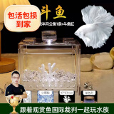 云峰海瑞泰国斗鱼 观赏鱼热带鱼活体小型鱼活体公母斗鱼宠物 A级粉白仙女款半月1条+斗鱼缸