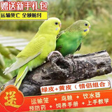 朗缤 鹦鹉活体鸟活物虎皮鹦鹉宠物活鸟玄凤鹦鹉手养鸟会说话幼鸟幼崽 绿色虎皮+黄色虎皮（一公一母）