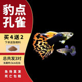 疯狂水草孔雀鱼活体水族宠物观赏鱼冷水耐活小型热带鱼淡水鱼苗 豹点孔雀鱼【共6条】