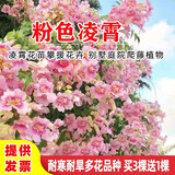 旺之春美国凌霄花苗庭院爬藤植物俄罗斯老桩大盆栽灵霄开花绿化攀爬日本凌霄花苗攀援花卉别墅庭院绿化爬藤植 粉色凌霄5年苗1.5cm粗（当年开花）