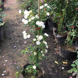 唯友 木香花苗庭院阳台木香苗盆栽爬藤植物黄木香 花苗攀援花卉树苗 白木香 中苗70-90厘米带分枝