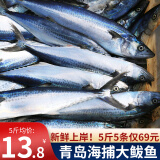 鲜拔头筹 青岛大鲅鱼 新鲜海捕鲅鱼  深海大鲅鱼马鲛鱼海鲜水产生鲜鱼类 5斤装/5条