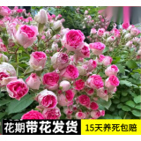 花友藤本月季花苗月季花树苗盆栽特大花苗庭院爬藤植物阳台蔷薇爬墙 胭脂扣【爬藤】大苗 1-1.3米高度多分叉