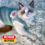 智宙猫咪衣服保暖秋冬季布偶猫背心绒衣宠物小型犬狗狗小猫幼猫防掉毛 高品质兔毛绒-绿色 XL (9-14斤内)