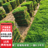 欧芽草皮带土真草坪别墅庭院绿化四季青马尼拉草玉龙草免修剪 【草块】高密度低矮免修剪  5平方 10cm以下
