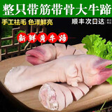 妙优可（MIAO YOUKE） 新鲜生牛掌牛蹄子整只牛脚爪子胶原蛋白自家散养黄牛带骨 微切整只牛蹄7斤