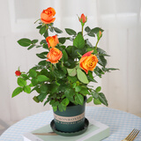 莺歌燕舞【莎之槿】四季玫瑰花盆栽带花苞钻石玫瑰花开不断阳台果汁室内 果汁阳台玫瑰 原盆原土