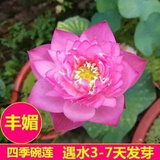 思取【7天发芽】无土水培碗莲水养生植物睡莲荷花盆栽四季花卉 丰媚【水养 四季开花】 已开口碗莲【52粒】