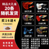疯狂水草孔雀鱼活体水族宠物观赏鱼冷水耐活小型热带鱼淡水鱼苗 【组合装孔雀鱼20条】随机发出