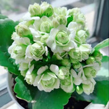 萌肉居长寿花盆栽办公室绿植盆栽卉小盆栽/长寿花绿色+早安盆源头直发