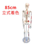85CM人体骨骼模型骨架人体模型成人小白骷髅教学脊椎全身骷髅标本带脊柱神经带椎间盘 肌肉着色韧带 C款85cm立式骨骼椎间盘肌肉着色