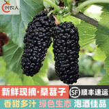 甜农人桑葚子 顺丰空运 桑葚 应季新鲜桑椹 孕妇水果 生鲜大果 6斤精选果