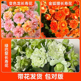 爱你一万年长寿花盆栽带花苞金狐狸四季开花易活好养室内绿植花卉多肉植物 变色龙+金狐狸+绿巴黎长寿花
