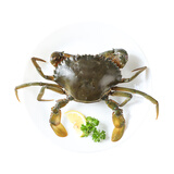 鲜活青蟹(肉蟹)150-200g/只