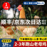 颐乡情现杀老母鸡新鲜农家500天散养土鸡黄油母鸡笨鸡柴鸡跑步走地当天 黄油老母鸡3斤/1只(料包+人参)