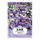 绿林花语五色菊种子混色矮生花卉种子阳台盆栽道路景观花海四季播庭院花籽