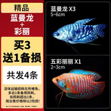CRAZY PLANT曼龙鱼活体观赏鱼活体热带好养耐活淡水冷水招财风水水族小金鱼苗 精品蓝曼龙+彩丽 3+1