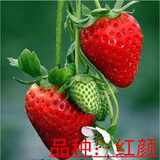 15颗丹东9999盆栽地栽草莓苗带土发货丹东草莓苗丹东地栽盆栽草莓苗绿植 红颜草莓营养杯苗4棵 15cm(含)-30cm(不含)