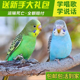 豪蚨虎皮鹦鹉说话小鸟活物观赏鸟宠物牡丹小太阳亲人玄风鹦鹉豪蚨 绿+蓝虎皮一对（一公一母）