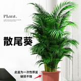 中梦散尾葵植物盆栽客厅大型绿植室内办公室凤尾竹盆景天堂鸟花卉 散尾葵高80-90厘米简易原盆