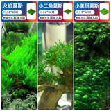 疯狂水草（FKSC）莫斯水草活体植物鱼缸造景底部前景套餐懒人阴性莫斯树沉木水榕 经典莫斯搭配组合