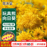 花沃里 玩具熊向日葵/重瓣花卉种子家庭盆栽向日葵阳台办公室庭院约25粒