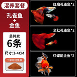疯狂水草孔雀鱼活体水族宠物观赏鱼冷水耐活小型热带鱼淡水鱼苗 【混养套餐】孔雀鱼+金鱼