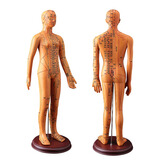 卓越科 超清人体穴位模型经络通针灸模型刻字中医人体穴位图教学高清刻字 铜色硬质60cm女臂可转数字刻度