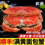 面包蟹母鲜活熟冻大螃蟹海蟹新鲜海鲜水产生鲜黄金蟹珍宝蟹净重 400-600g*1只【满黄母蟹】