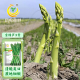 凤鸣雅世芦笋种籽基地种蔬菜种孑多年生京绿芦3号芦笋种子100粒