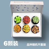 壹分皿多肉植物一整箱含盆带土新手套餐组合盆栽套装萌肉肉植物星辰园艺 礼盒装6颗组合随机不同品种50#
