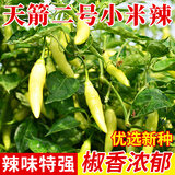 种菜记辣椒种子大全小米椒种子螺丝椒泡椒尖椒杭椒朝天椒线椒甜椒灯笼椒 小米辣种子50粒(天箭二号)