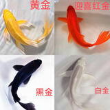 朴彩中国锦鲤冷水淡水观赏鱼锦鲤鱼活鱼金鱼小型好养锦鲤鱼纯种小锦鲤 6-8黑白红黄各一条