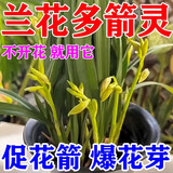 兰花专用杀菌剂植物菌立清防黄叶焦尖黑斑烂根肥料通用虫药营养液 兰花营养液【1瓶】