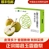 隰县玉露香梨山西隰县玉露香梨小西天特产梨子脆甜无渣多汁当季新鲜梨子礼盒装 18颗中果 净重8斤