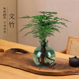 爱你一万年禅意水培发财树办公室内盆栽花卉植物四季好养招财富贵荷花竹 文竹—中式烟绿瓶+营养液