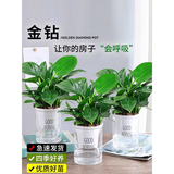 绿有意金钻盆栽植物水培绿植花卉多肉办公室内去吸除甲醛铂金钻绿公主 3盆金钻【早安吸水盆+肥】 含盆
